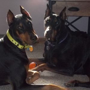 Meet your Posher, Jonesey